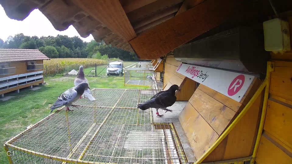 Pigeon Arrival Image For Race Race 4