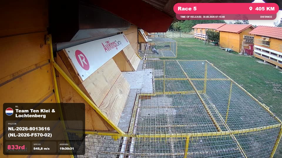 Pigeon Arrival Image For Race Race 5