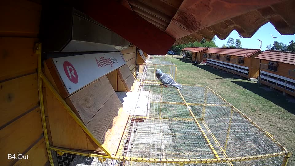 Pigeon Arrival Image For Race Race 3
