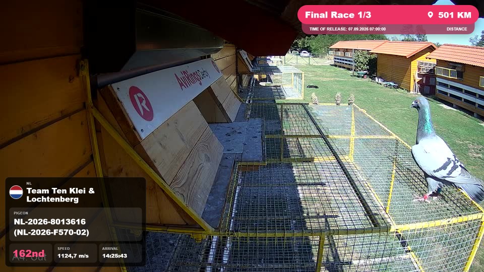 Pigeon Arrival Image For Race Final Race 1/3
