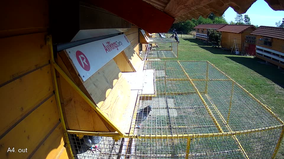 Pigeon Arrival Image For Race Race 2
