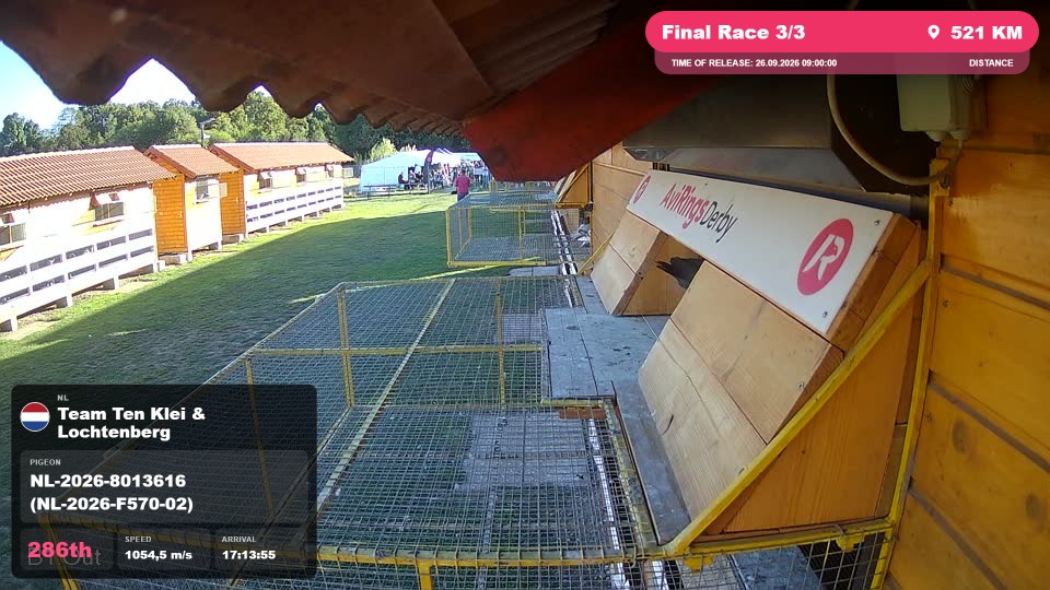 Pigeon Arrival Image For Race Final Race 3/3