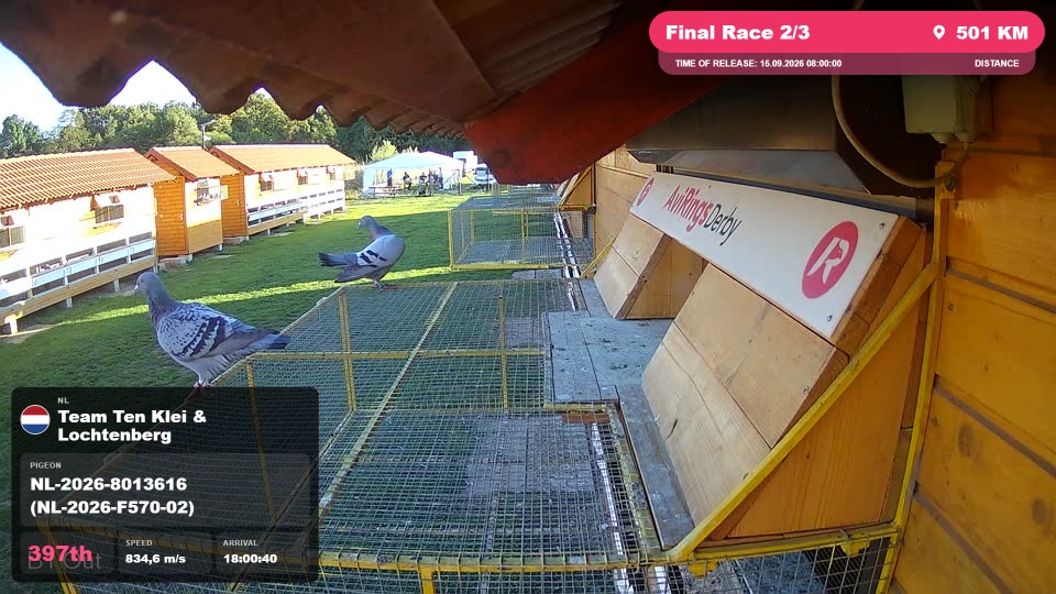 Pigeon Arrival Image For Race Final Race 2/3