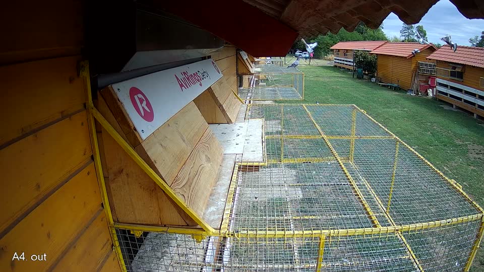 Pigeon Arrival Image For Race Race 4