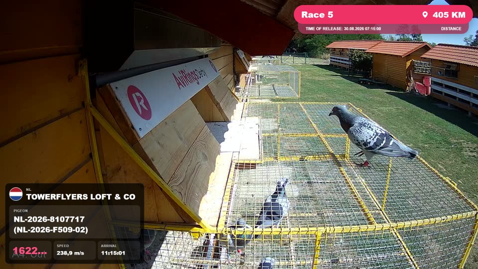 Pigeon Arrival Image For Race Race 5