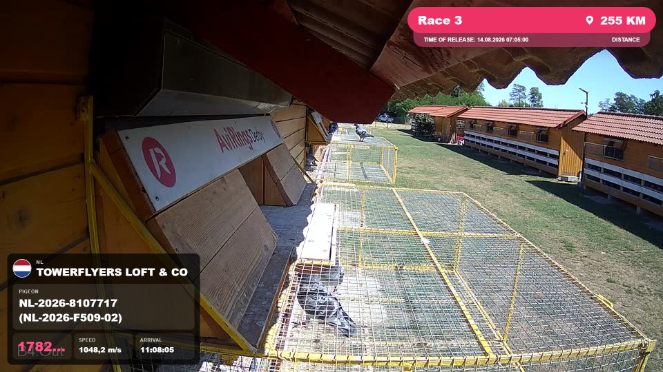 Pigeon Arrival Image For Race Race 3