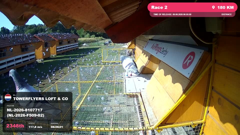 Pigeon Arrival Image For Race Race 2