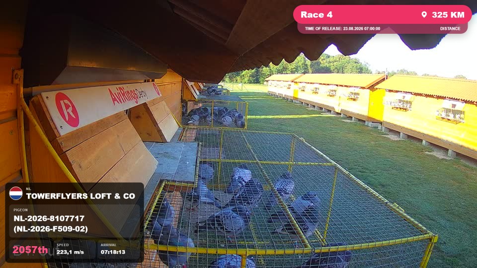 Pigeon Arrival Image For Race Race 4