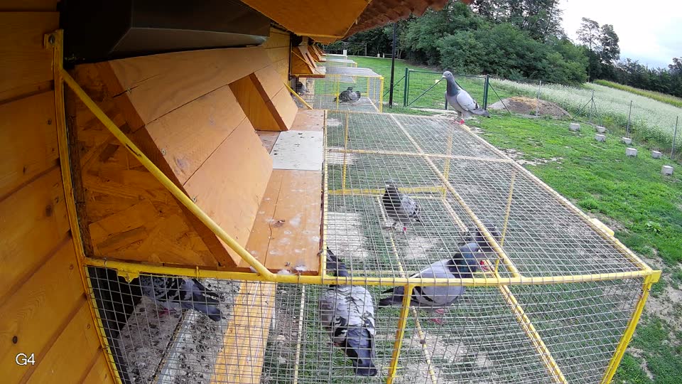 Pigeon Arrival Image For Race Race 6
