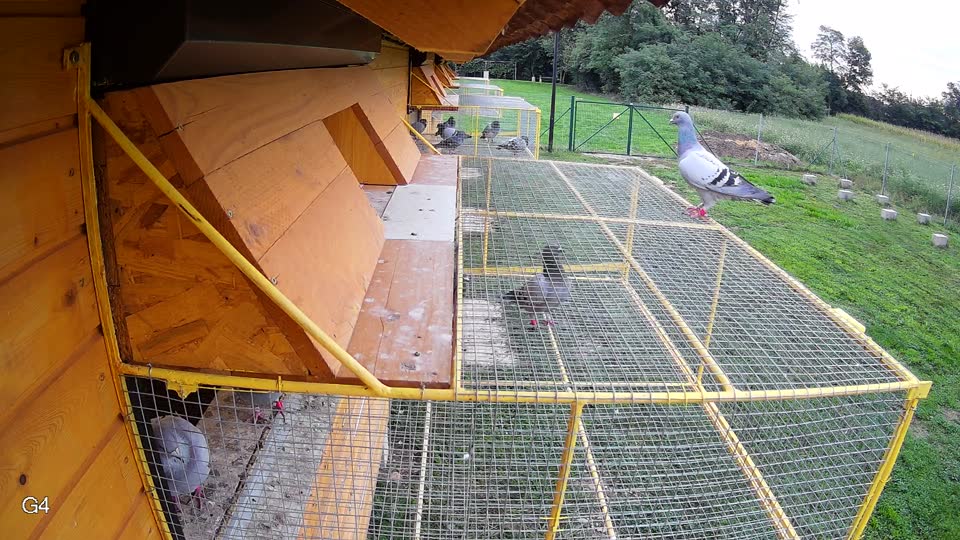 Pigeon Arrival Image For Race Final race 2
