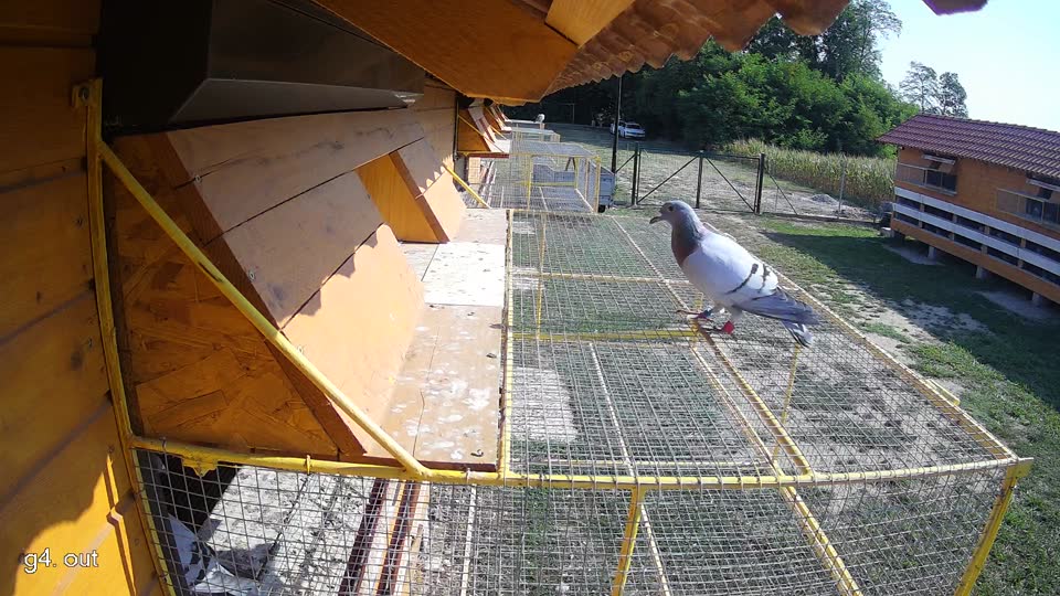Pigeon Arrival Image For Race Race 1