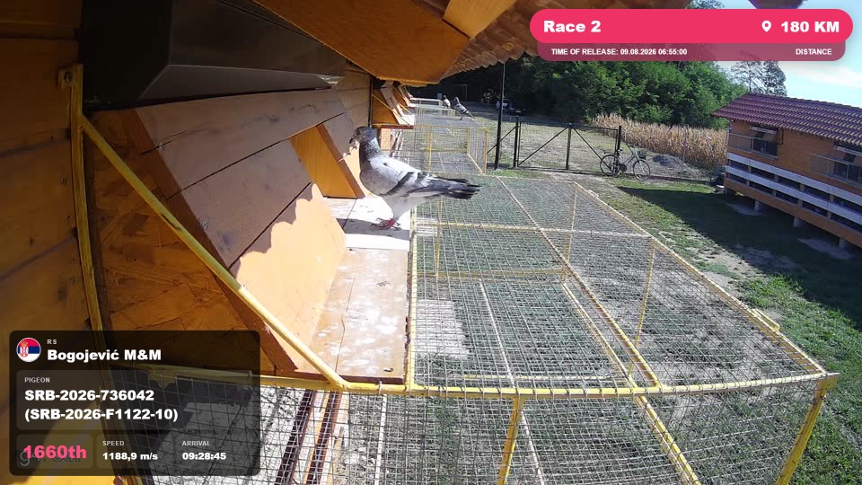 Pigeon Arrival Image For Race Race 2