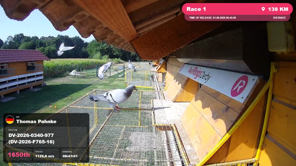 Pigeon Arrival Image For Race Race 1