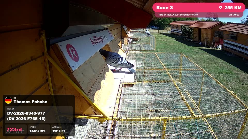 Pigeon Arrival Image For Race Race 3
