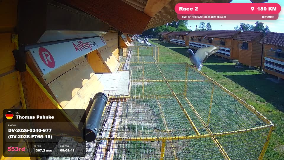Pigeon Arrival Image For Race Race 2