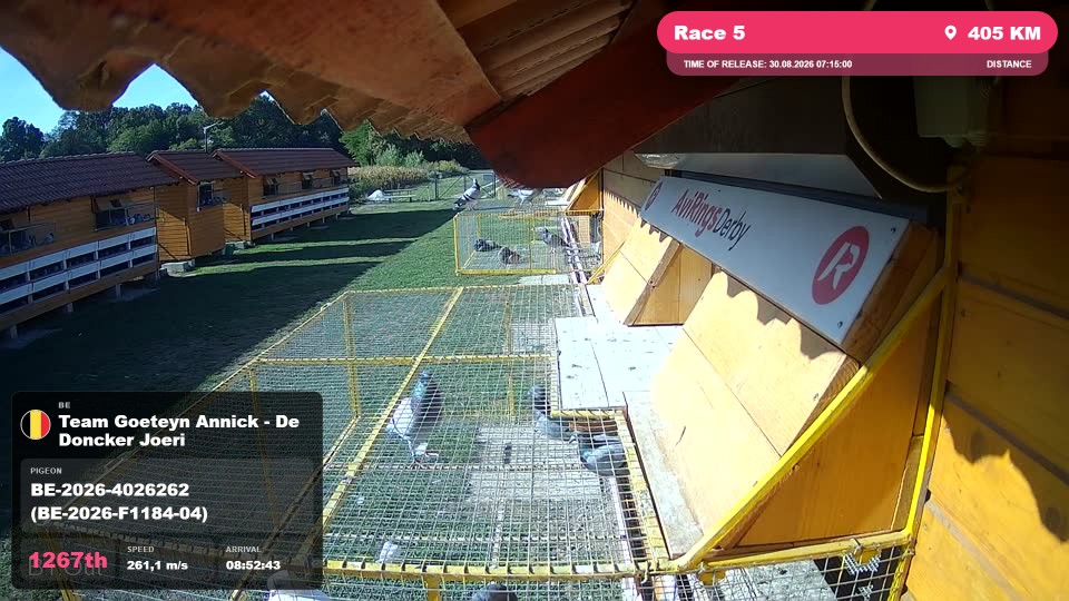 Pigeon Arrival Image For Race Race 5