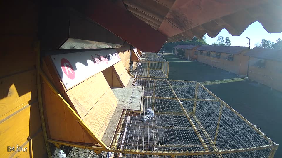Pigeon Arrival Image For Race Race 3