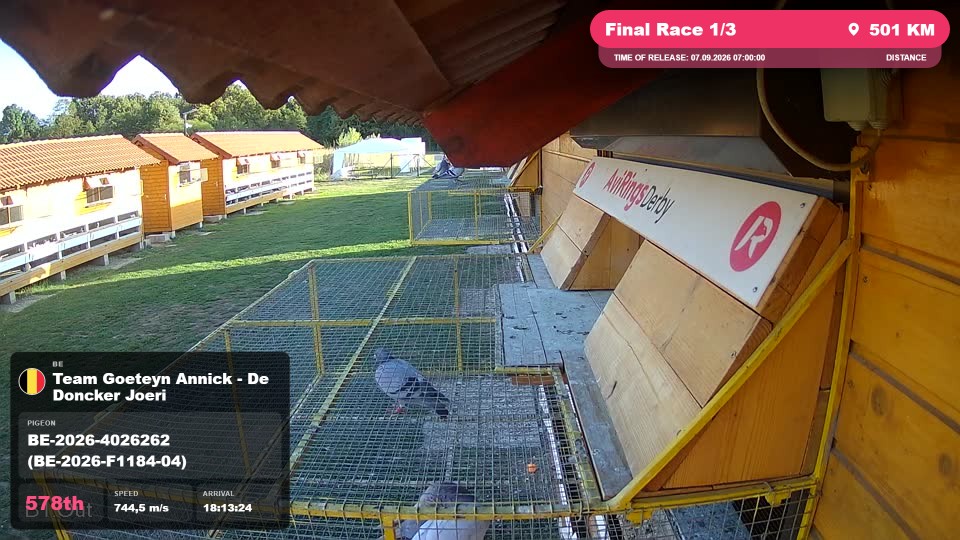 Pigeon Arrival Image For Race Final Race 1/3