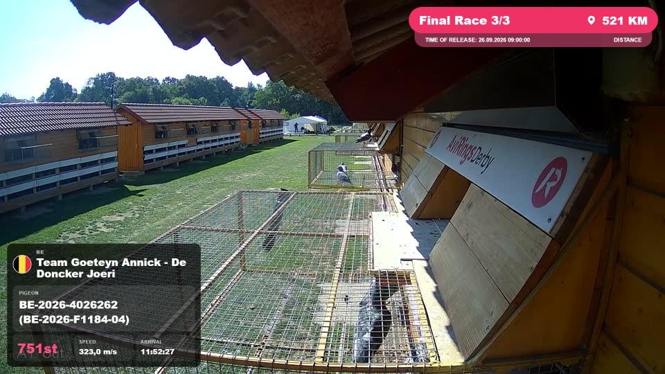 Pigeon Arrival Image For Race Final Race 3/3