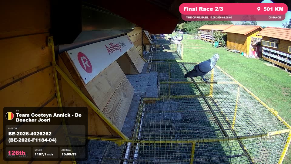 Pigeon Arrival Image For Race Final Race 2/3