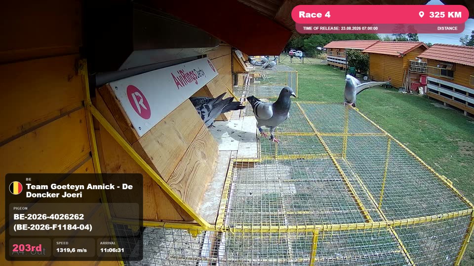 Pigeon Arrival Image For Race Race 4