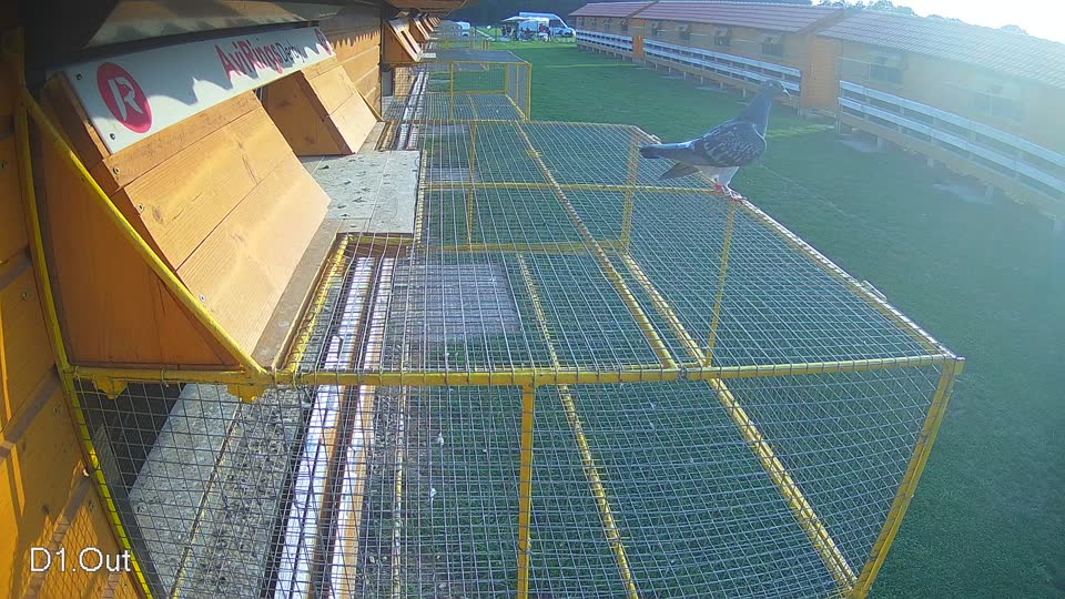 Pigeon Arrival Image For Race Final race 1