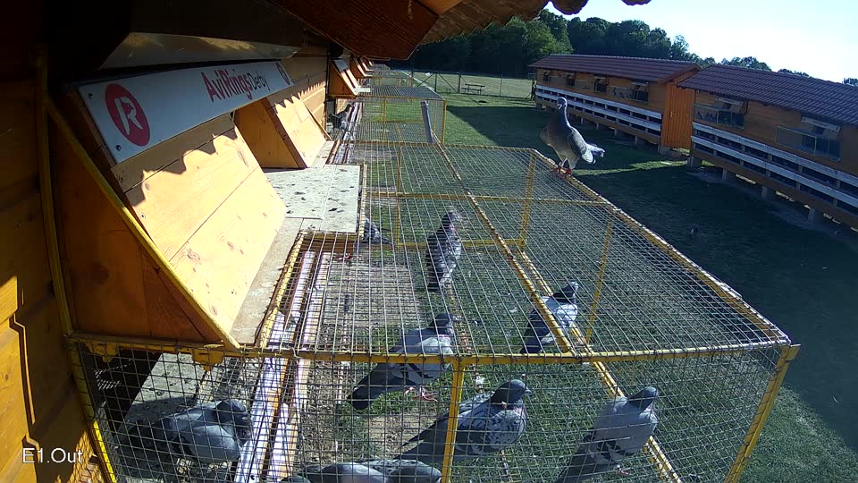 Pigeon Arrival Image For Race Race 5