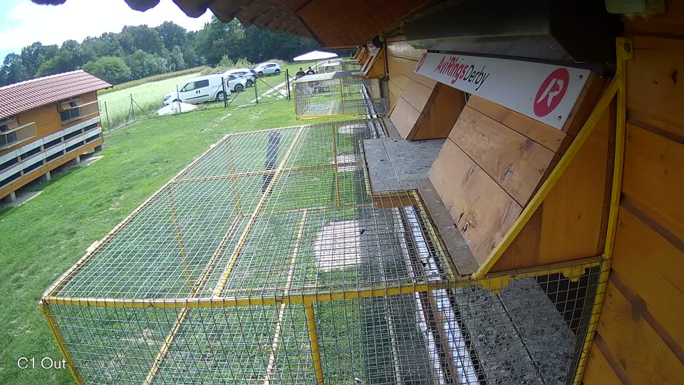 Pigeon Arrival Image For Race Race 6