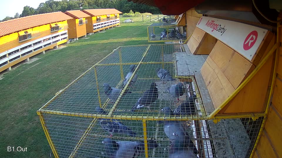 Pigeon Arrival Image For Race Race 3