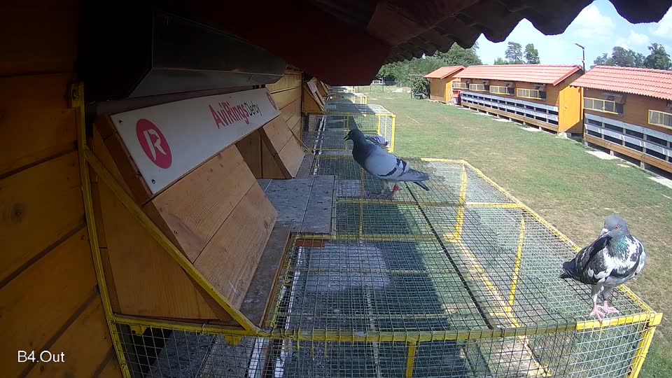 Pigeon Arrival Image For Race Race 4