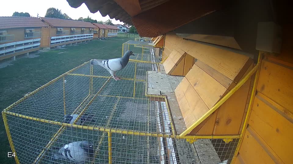 Pigeon Arrival Image For Race Race 5