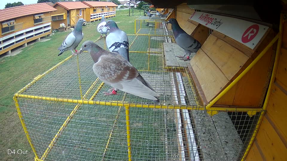 Pigeon Arrival Image For Race Race 3