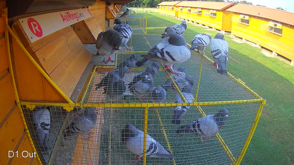 Pigeon Arrival Image For Race Race 4