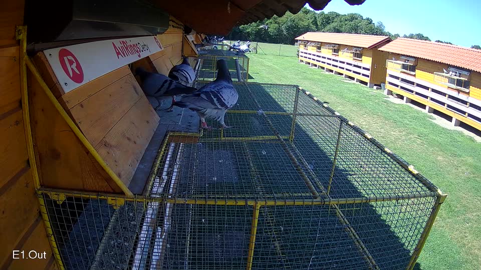 Pigeon Arrival Image For Race Race 2