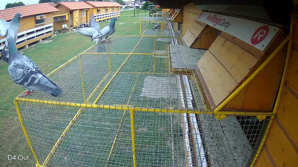 Pigeon Arrival Image For Race Race 3