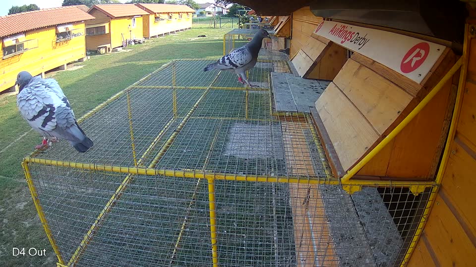 Pigeon Arrival Image For Race Race 4