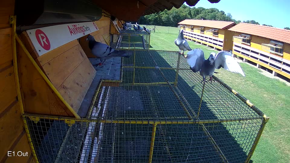 Pigeon Arrival Image For Race Race 2