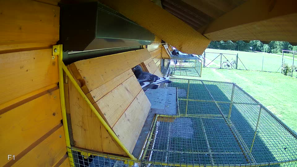 Pigeon Arrival Image For Race Race 2