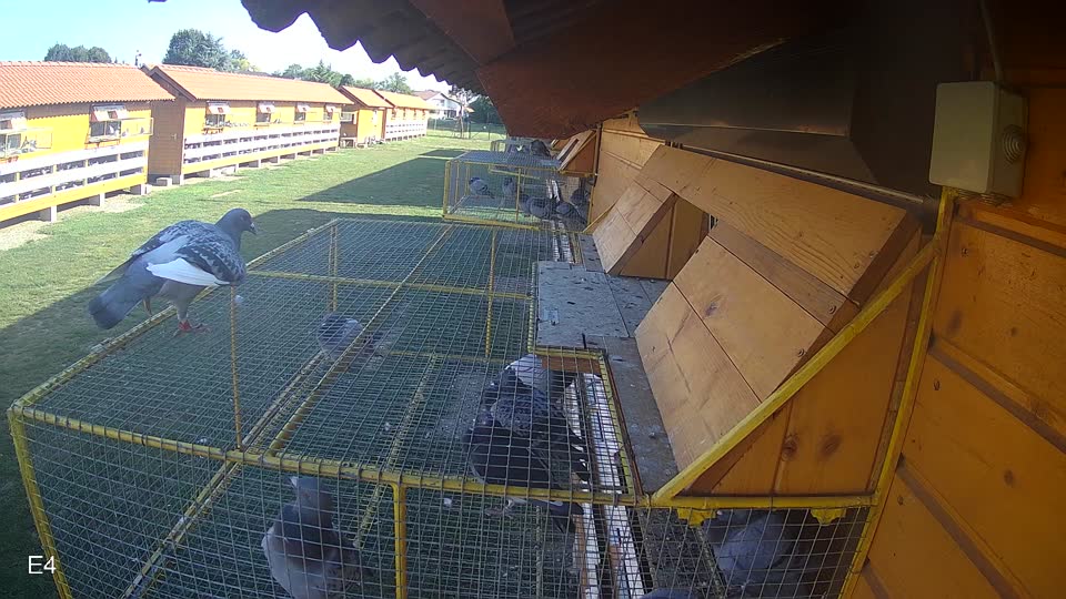 Pigeon Arrival Image For Race Race 5