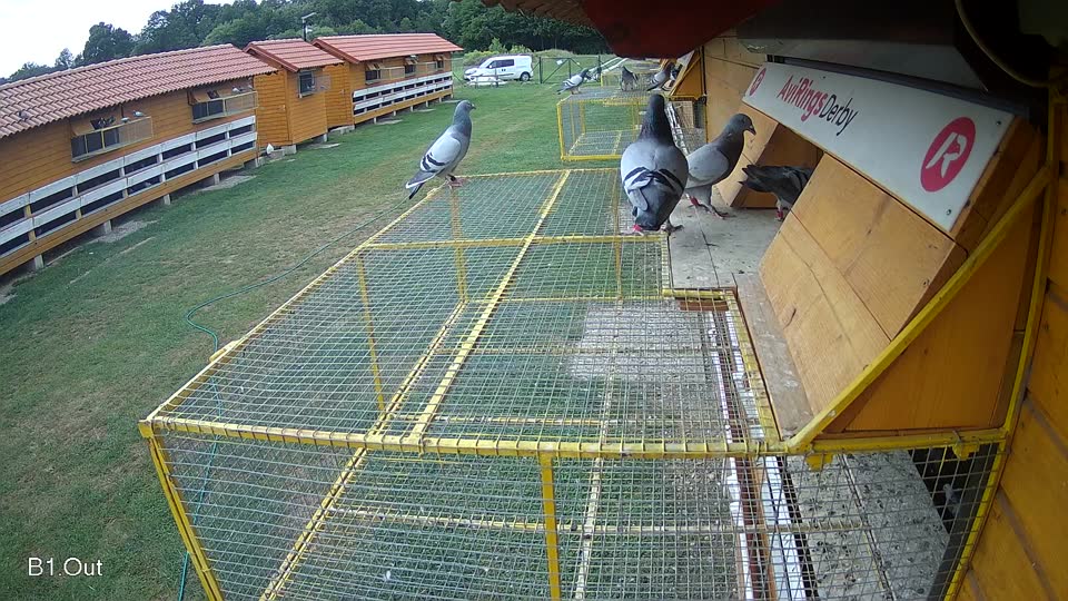 Pigeon Arrival Image For Race Race 3