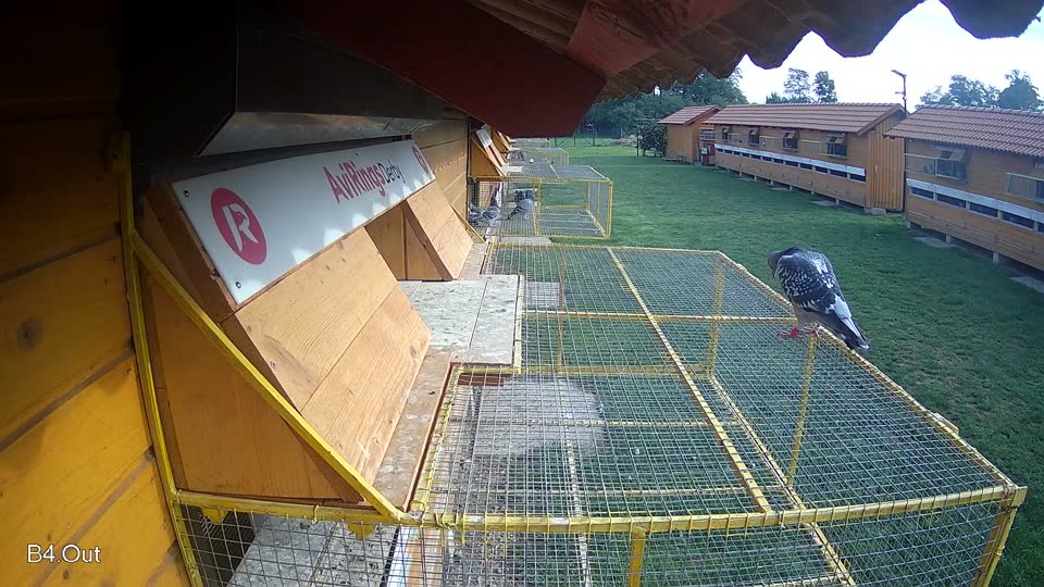 Pigeon Arrival Image For Race Final race 1