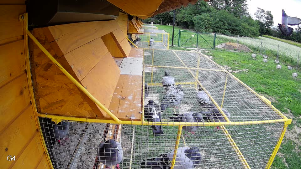 Pigeon Arrival Image For Race Race 6