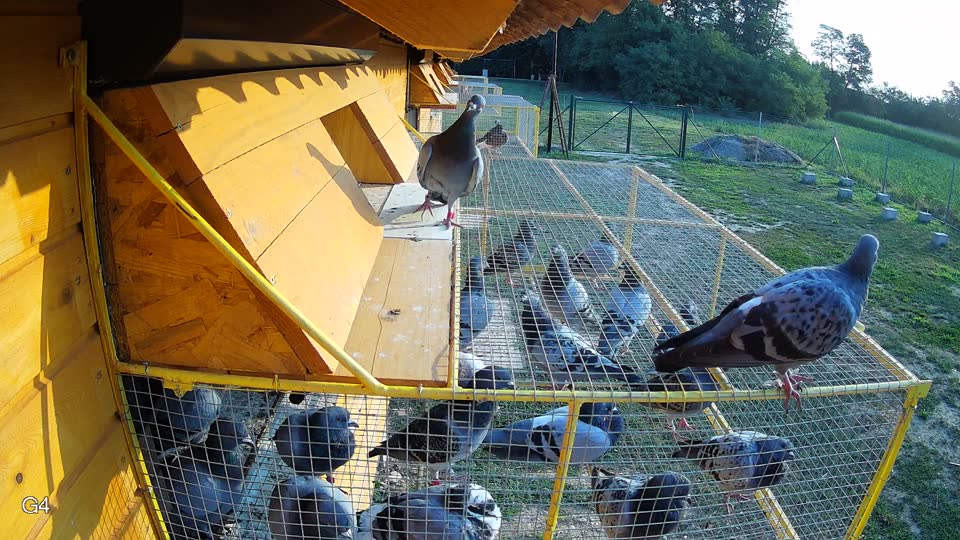 Pigeon Arrival Image For Race Race 4
