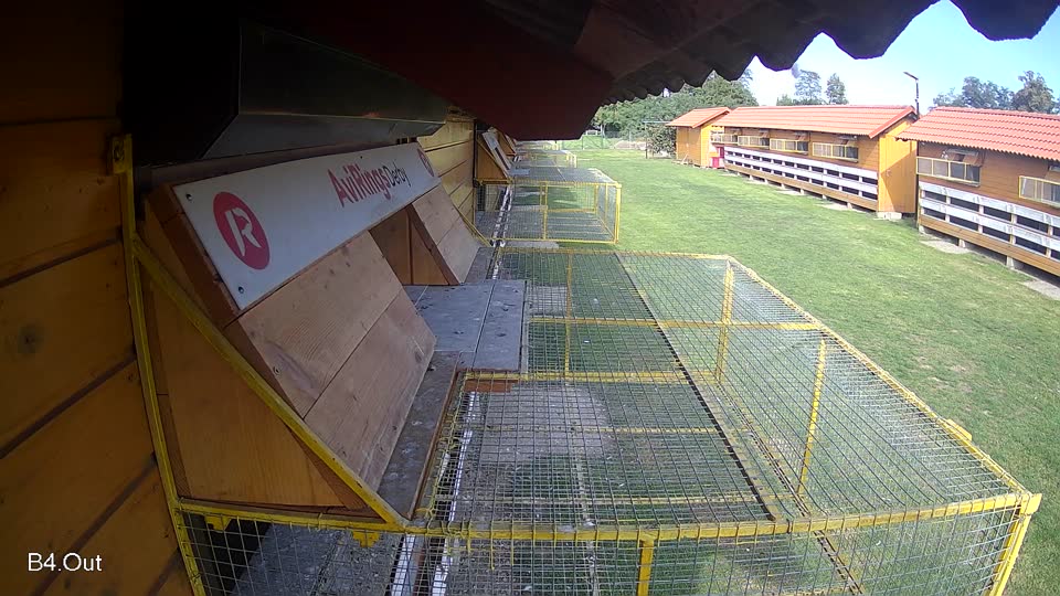 Pigeon Arrival Image For Race Final race 3