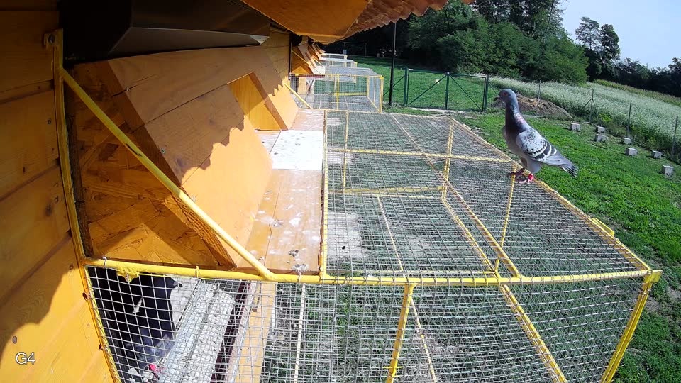 Pigeon Arrival Image For Race Final race 1
