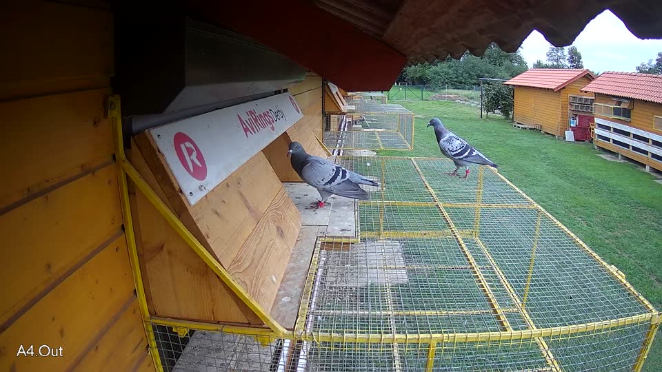 Pigeon Arrival Image For Race Final race 2