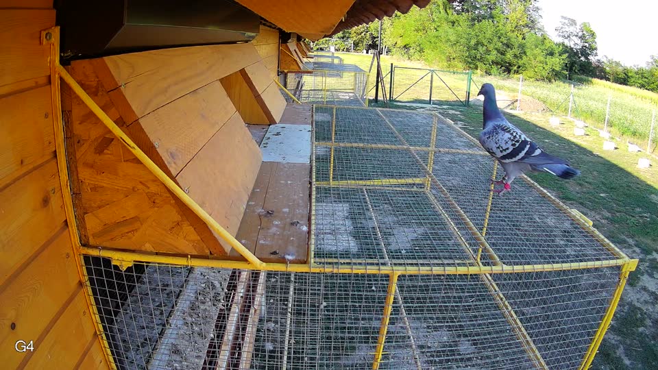 Pigeon Arrival Image For Race Race 5