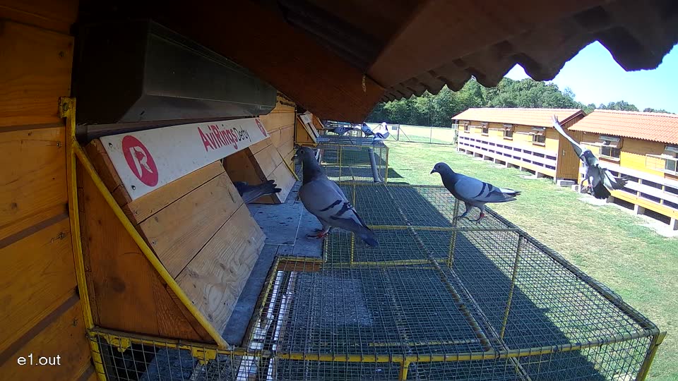 Pigeon Arrival Image For Race Race 3