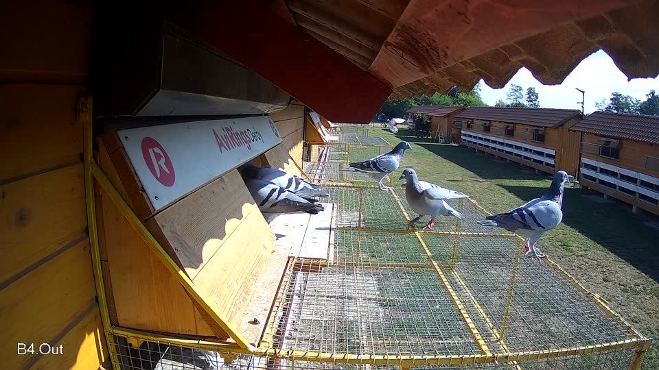 Pigeon Arrival Image For Race Race 2