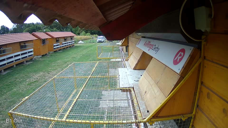 Pigeon Arrival Image For Race Race 4